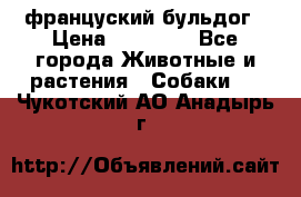 француский бульдог › Цена ­ 40 000 - Все города Животные и растения » Собаки   . Чукотский АО,Анадырь г.